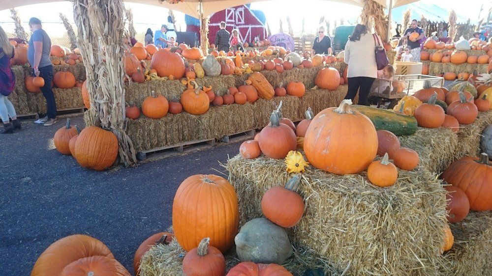 The Best Pumpkin Patches In The U.S. - Top Pumpkin Patches In Every ...