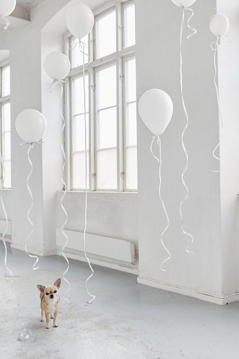 white balloons and chihuahua