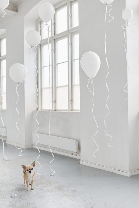 white balloons and chihuahua white balloons and chihuahua