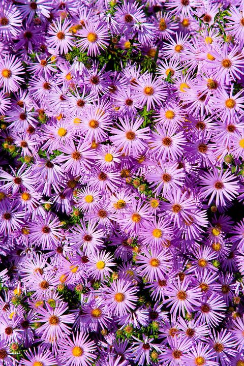 12 Best Flowers to Plant This Fall