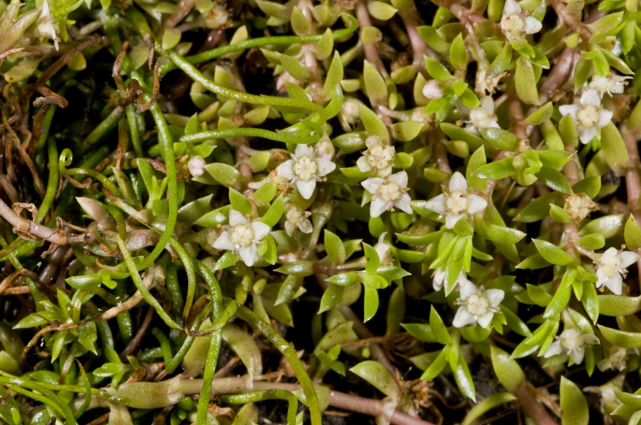 5 Common Destructive Garden Plants In The Uk And How To Tackle Them