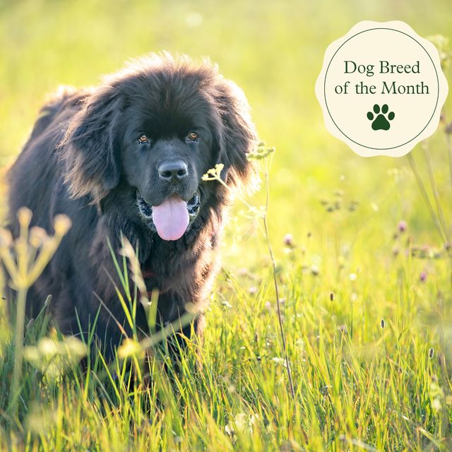 7 cool facts about the newfoundland dog breed