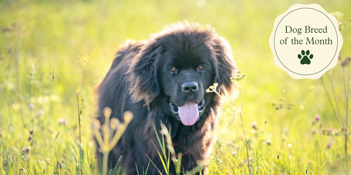 7 cool facts about the Newfoundland dog breed