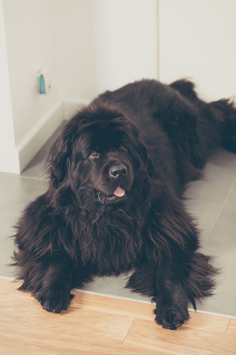 Dog, Mammal, Vertebrate, Dog breed, Canidae, Newfoundland, Nose, Carnivore, Sporting Group, Giant dog breed, 