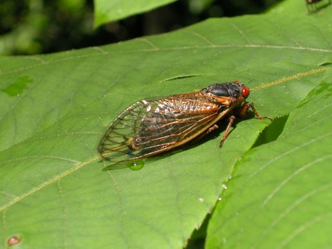 Meet the Cicadas Menacing the U.S. This Summer | 17-Year Cicadas