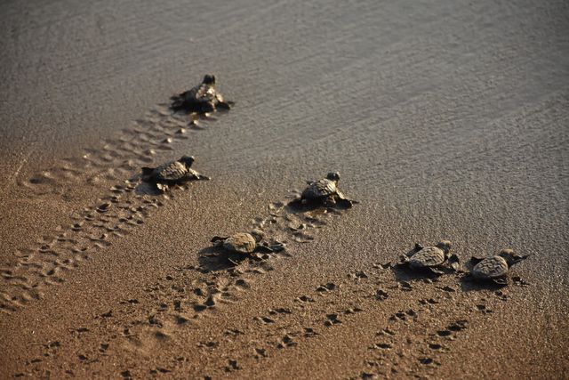 loggerhead turtles return home after treatment
