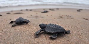 Drone Footage 64 000 Nesting Sea Turtles Near Great Barrier Reef