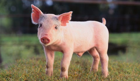 The Alarming GMO Pig Study | Prevention