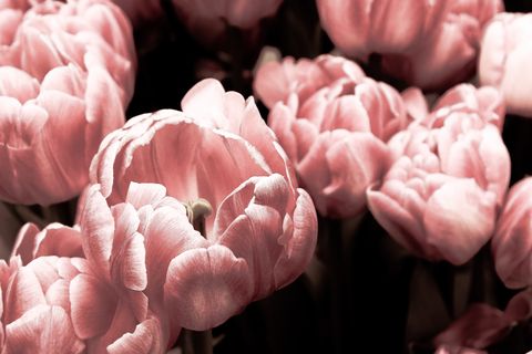 Pink, Flower, Petal, Tulip, Plant, Spring, Close-up, Organism, Flowering plant, Lily family, 