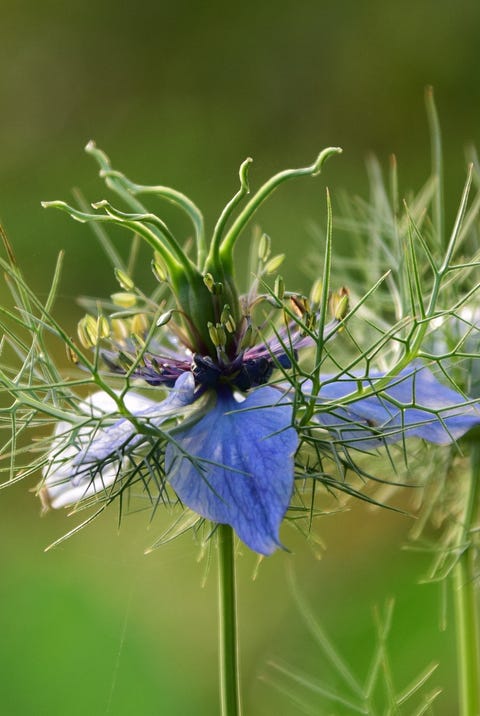 Fleurs qui fleurissent en juillet