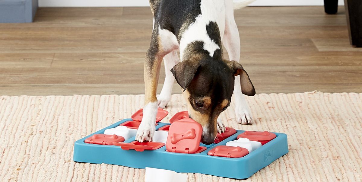 problem solving toys for puppies