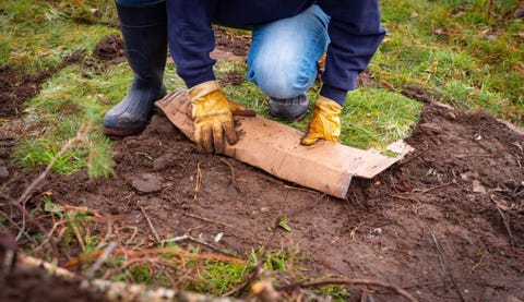 cardboard being laid over a no dig garden