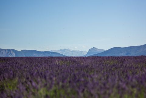 Lavender, Field, Sky, Lavender, Purple, Blue, Flower, English lavender, Violet, Plant, 