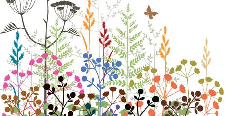 7 flowers that can survive without your help rodale s organic life