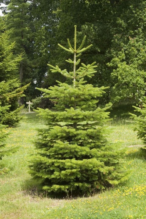 real christmas tree buying