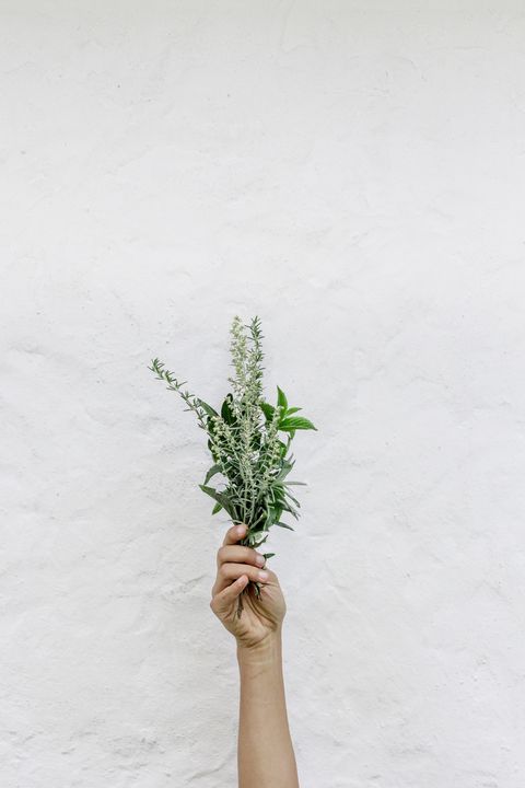 Green, Flower, Plant, Grass, Flowerpot, Hand, Still life photography, Bouquet, Herb, Plant stem, 