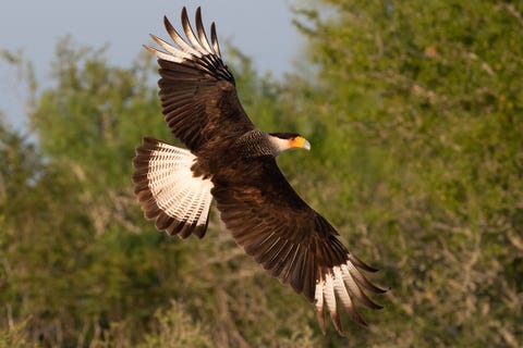 Northern crested caracara banking