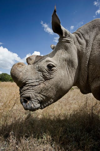 Northern white rhinoceros (Ceratotherium simum cottoni) returned to the wild at Ol Pejeta Conservancy, Kenya, in June 2010.  The species is extinct in the wild with only eight left in captivity and so is critically endangered. This photograph is part of a