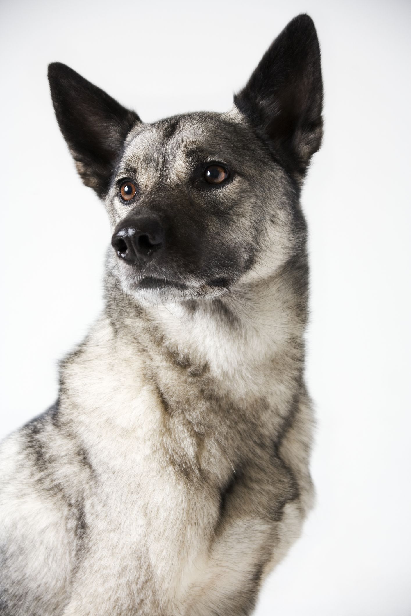 is the norwegian elkhound legal in russia