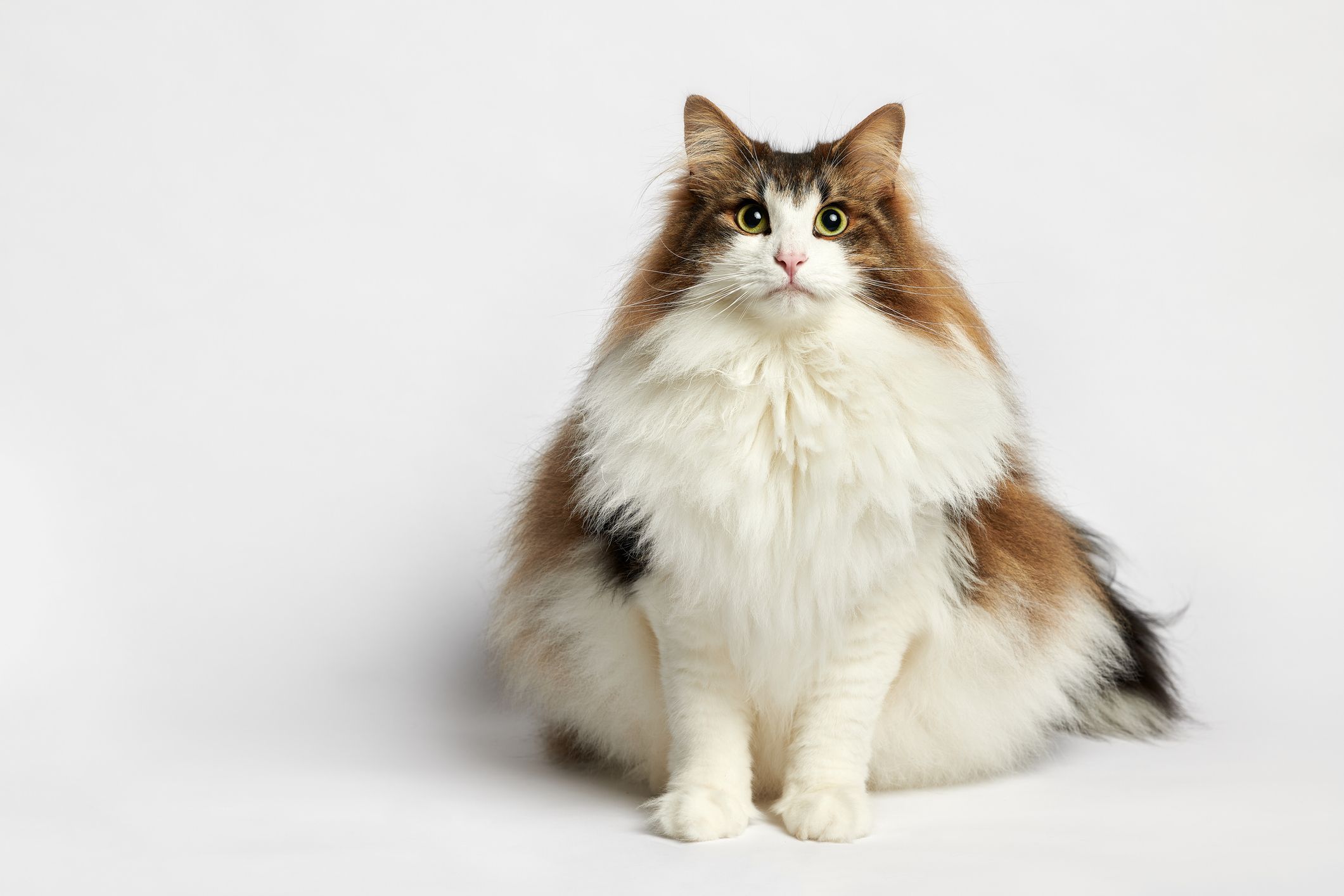 huge cats breed