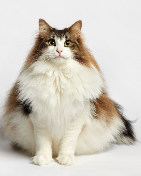 Consciente de apretón Minúsculo Una lista con las 15 razas de gatos grandes más bonitas
