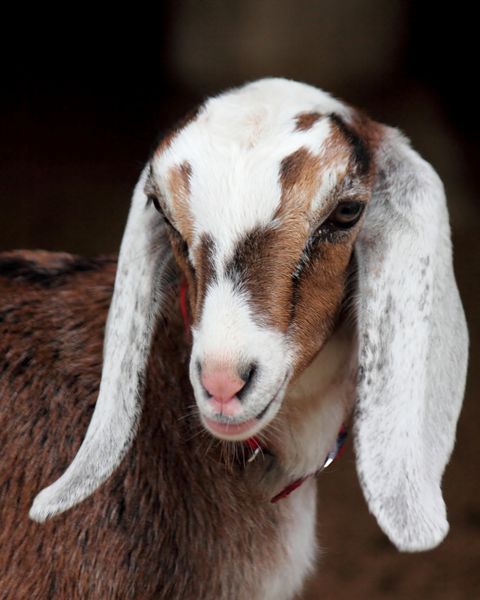 nubian goat
