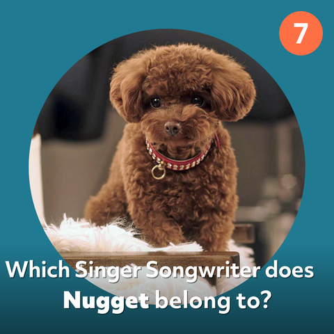 Nugget Dog Quiz