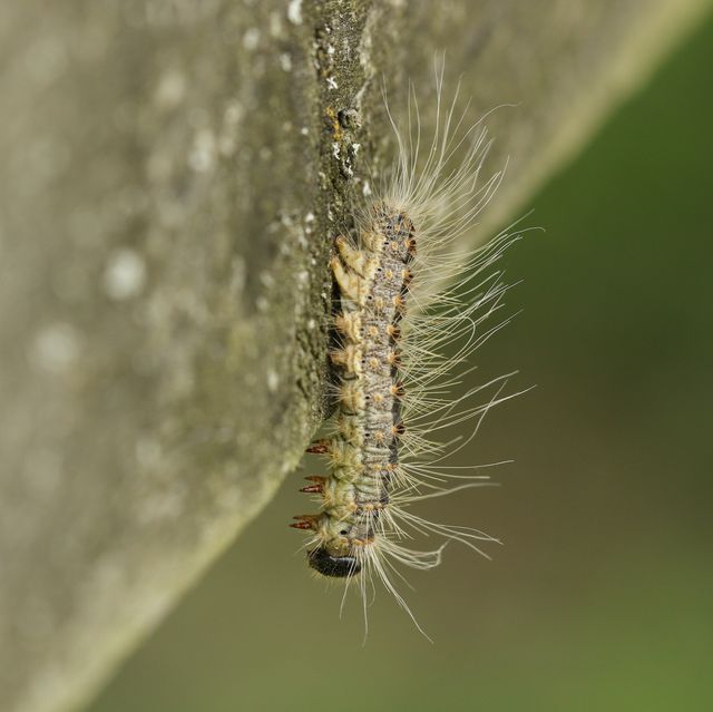 brits urged to report sightings of toxic oak processionary moth caterpillars