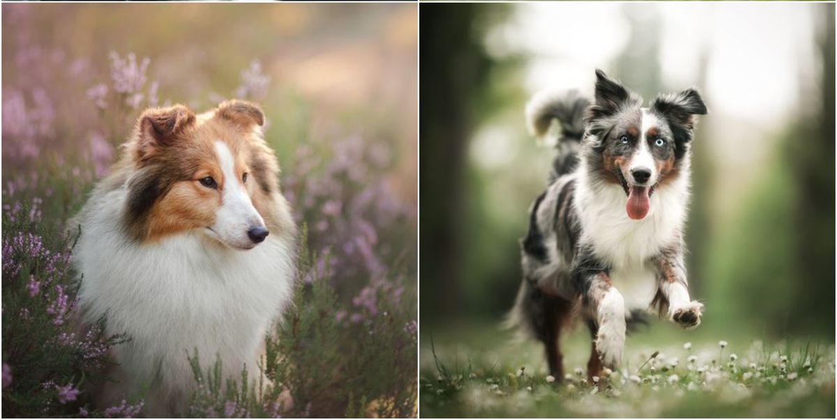 6 obedient dog breeds with the best recall