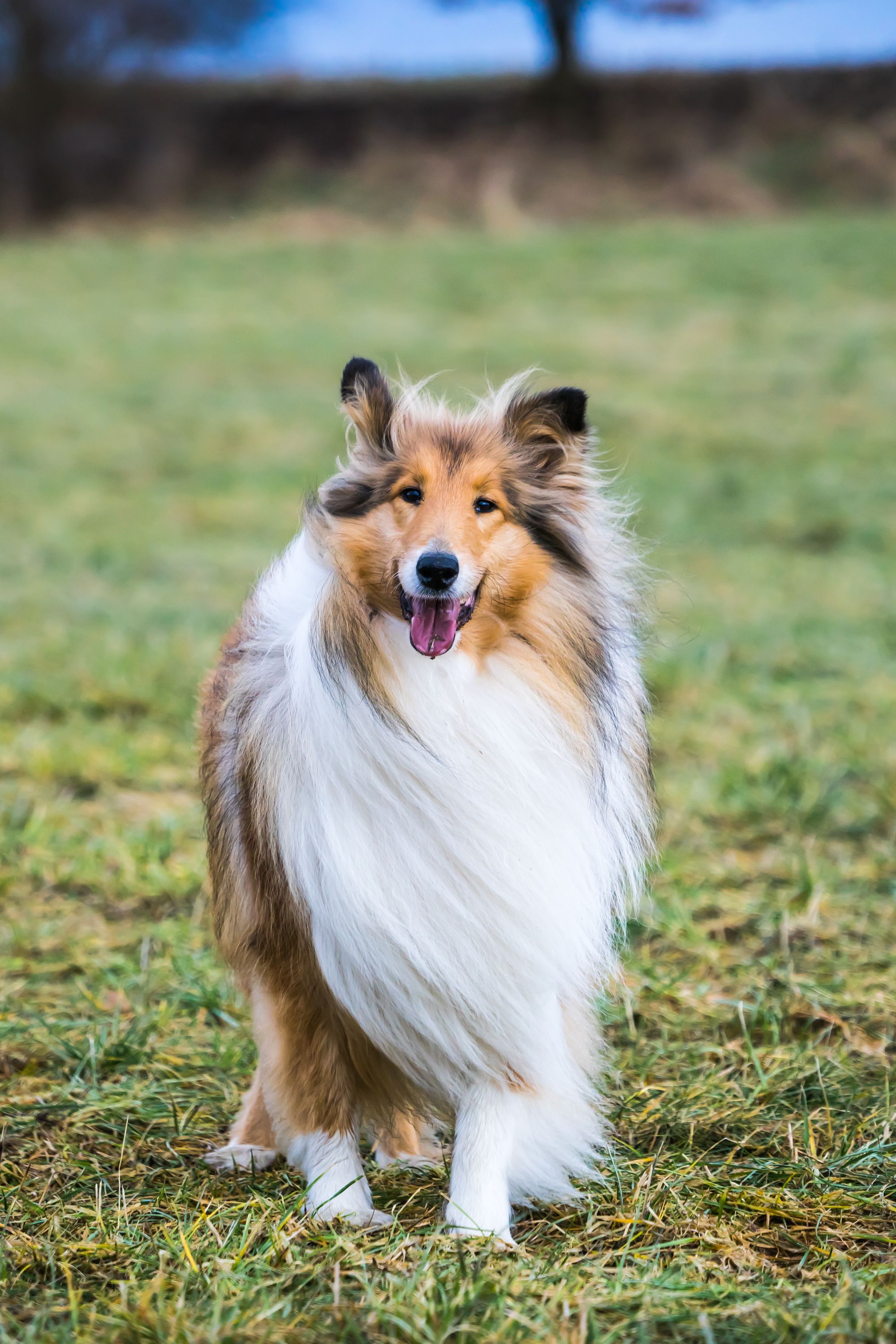 20 Most Popular Dog Breeds From Your Childhood Popular Dog