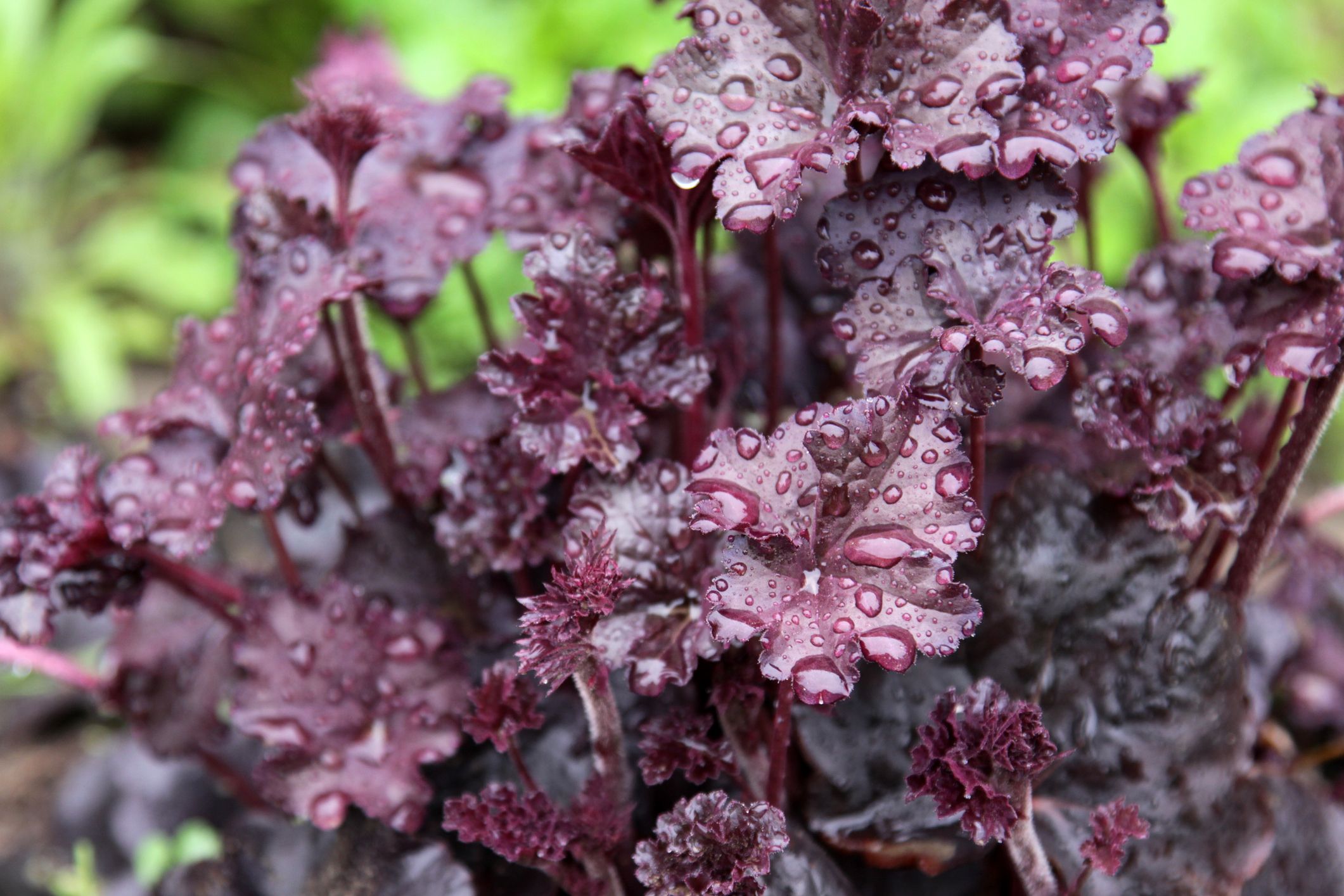 25 Best Shade Perennials Perennial Flowers For Shade