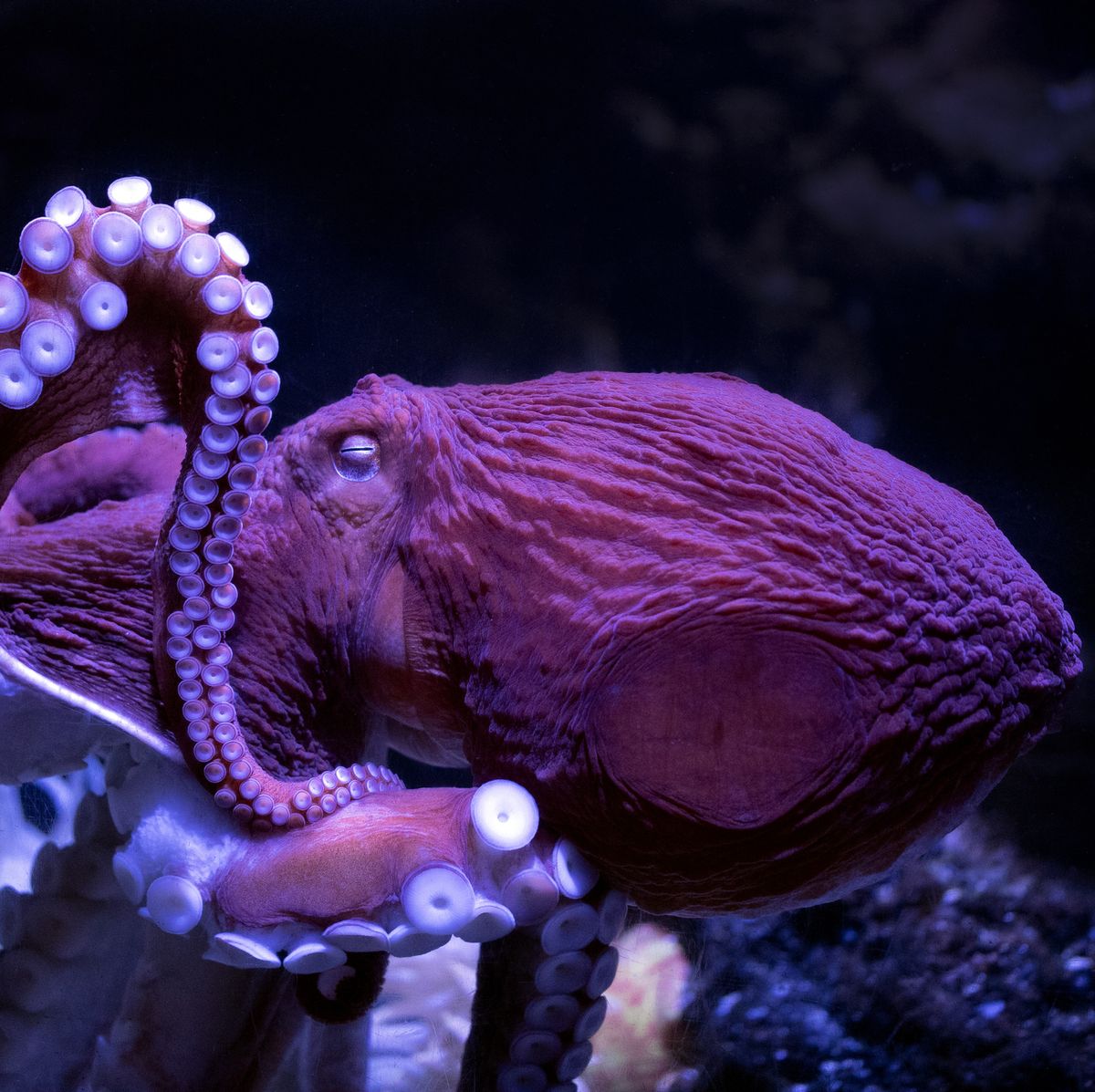 7 Incredible Octopus Facts That'll Make You Love Cephalopods