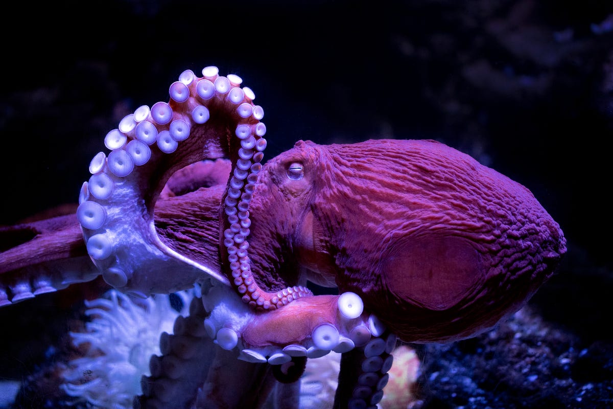 7 Incredible Octopus Facts That'll Make You Love Cephalopods