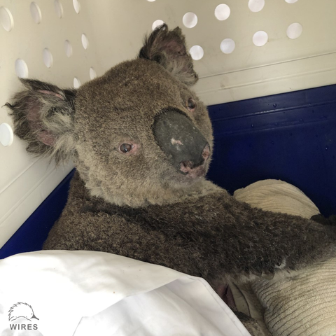 What It S Like To Take Care Of Australian Wildlife During The Fires