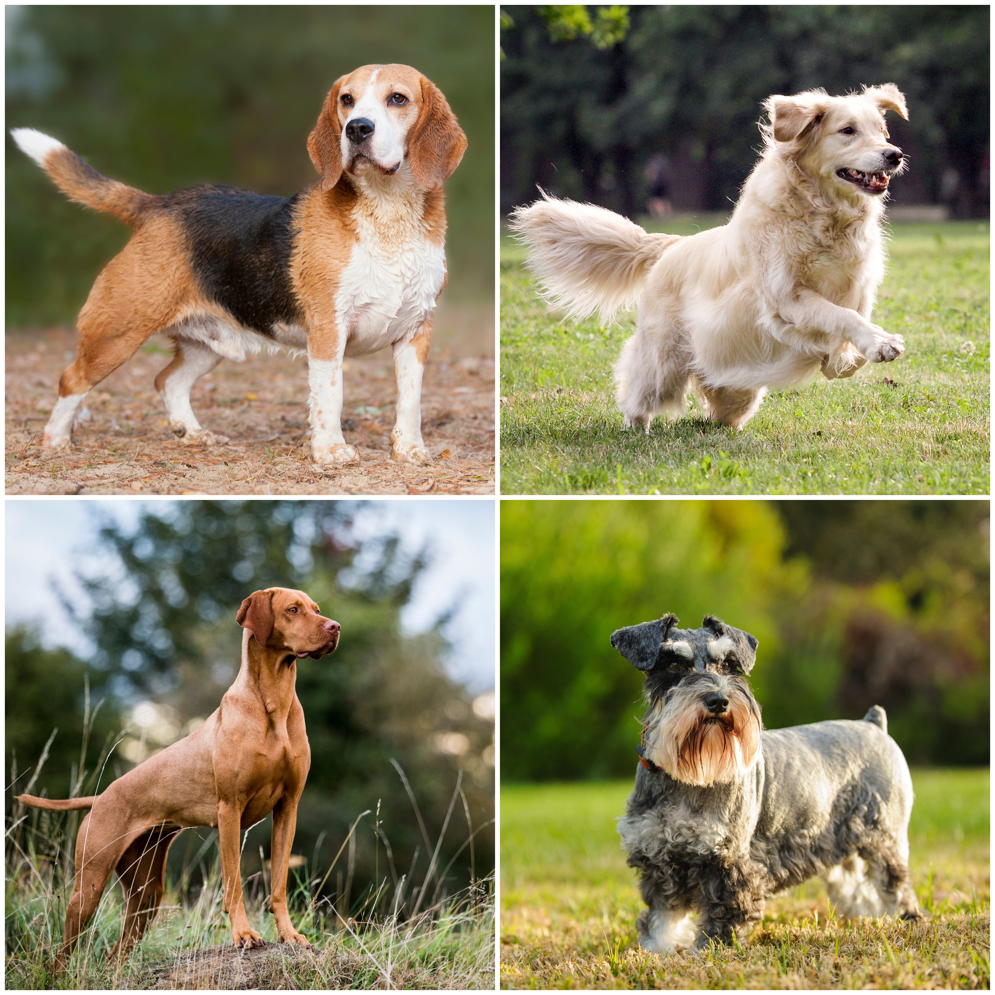 what were the original breeds of dogs
