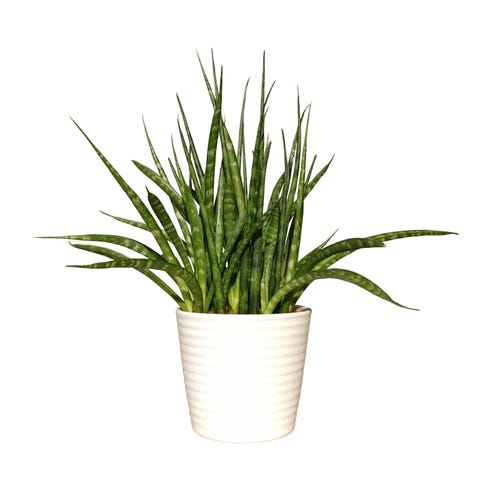 15-best-bathroom-plants-high-humidity-houseplants