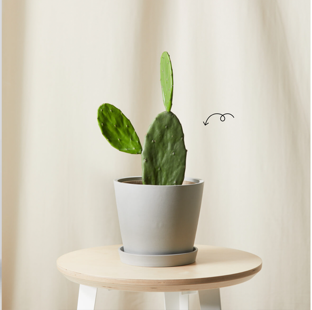 Make Work Less Blah By Treating Yourself to an Office Plant
