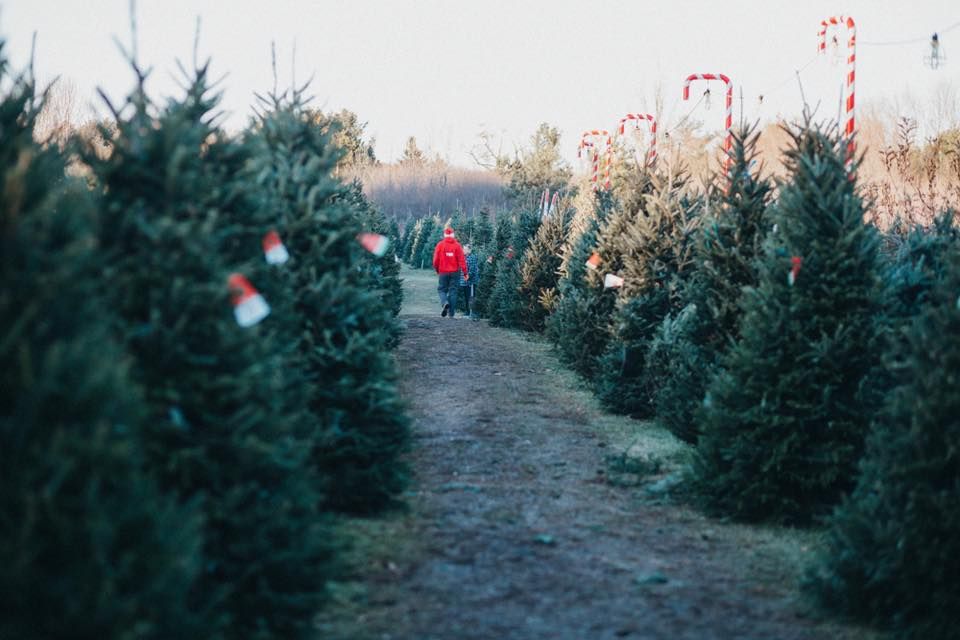 The Best Christmas Tree Farm In Every State For 2020 Best Christmas Tree Farms