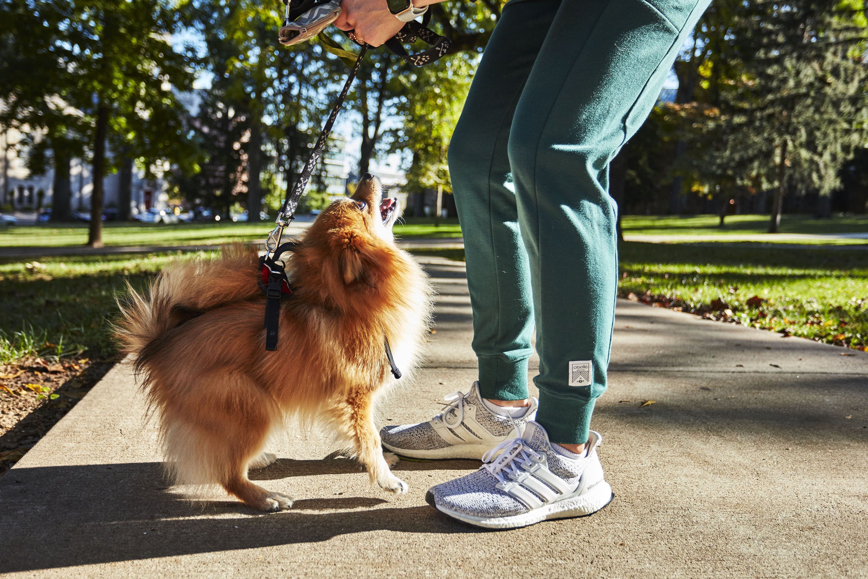 oiselle joggers