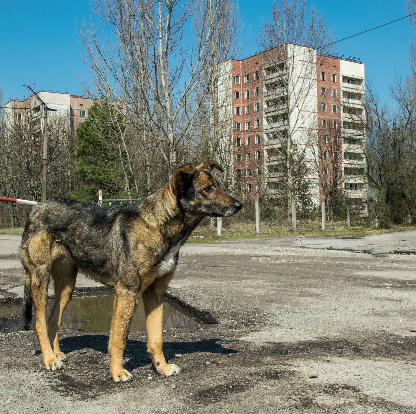 The Dogs of Chernobyl May Not Be Mutating After All, One Study Claims