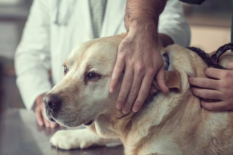 close up of a labrador dog at the vet's office