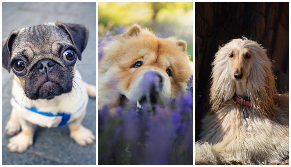 6 popular dog breeds that date back to ancient times