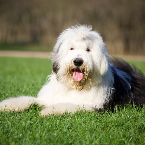The Old English Sheepdog Is Officially Now At Risk Of Extinction ...