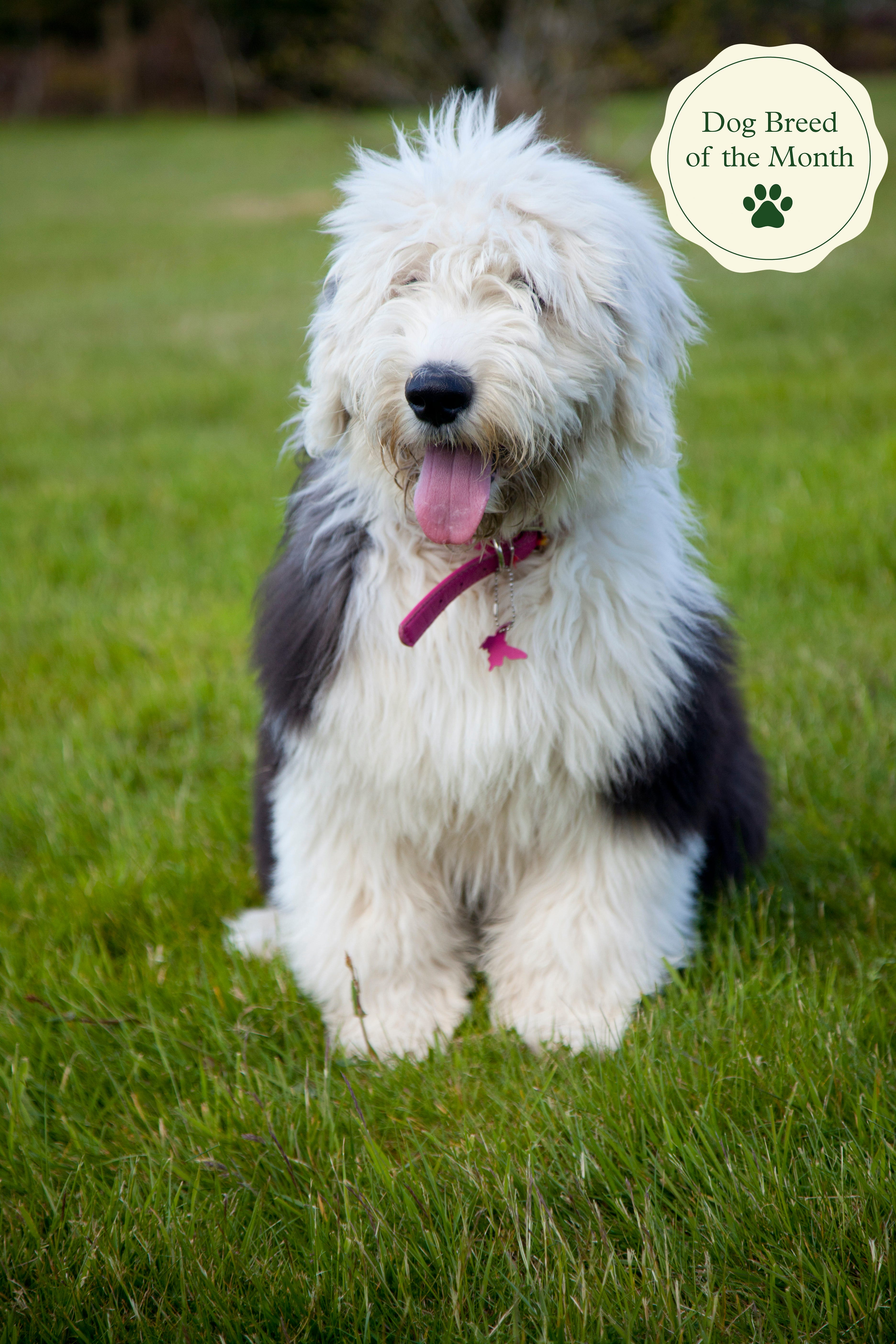 how much are old english sheepdogs