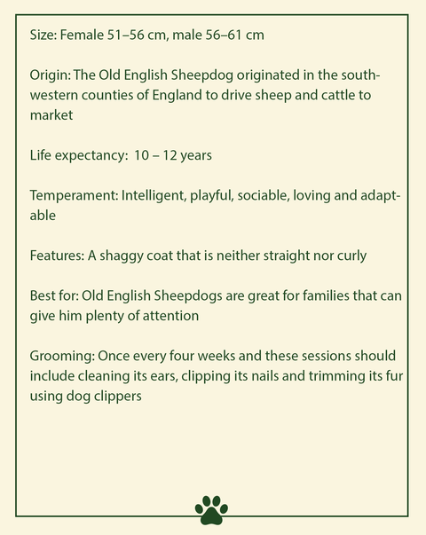old english sheepdog