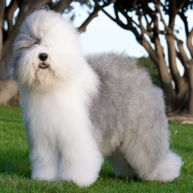 Old English Sheepdogs Are thriving Once Again, Say Kennel Club