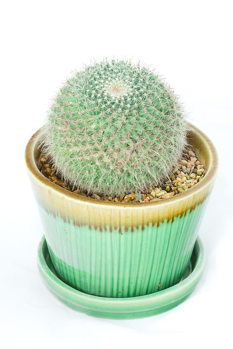 15 Of The Best Types Of Cactus Different Types Of Indoor Cactus Plants And Flowers,Polish Potato Pancakes Antoni
