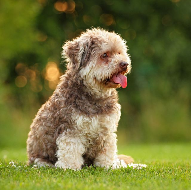hypoallergenic dogs  dog breeds that don't shed