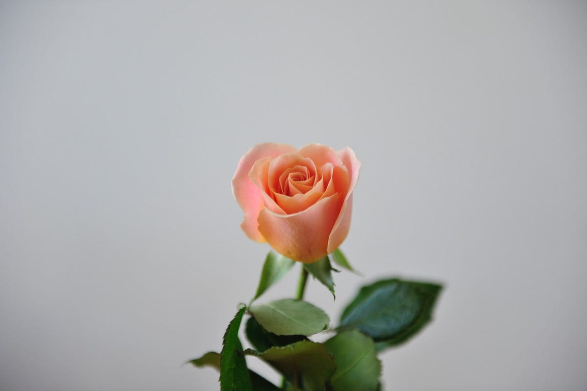 Come Si Fa Il Rosa Pelle Olio di rosa benefici: fa bene alla pelle ma come si usa?