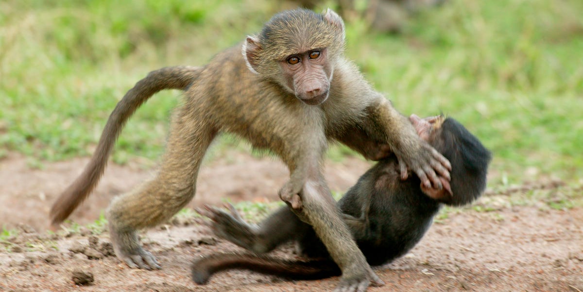 Pestgedrag komt ook voor bij dieren